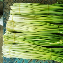 蒜苔 产地大量上市，量大从优，保质保量，支持视频看货发货