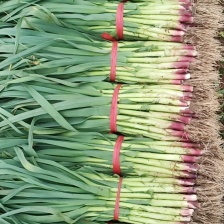 精品红根蒜苗产地直发，货源充足，大量供应电商市场