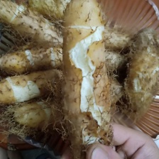 湛江精品毛薯！粉糯可口，大片基地一手货，全国发货。