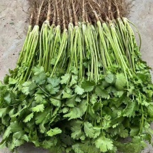 铁杆青香菜，中叶小叶精品香菜 电商货加工厂市场货
