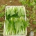 【品质保障】山东奶白菜 基地直供 量大优惠 可视频看