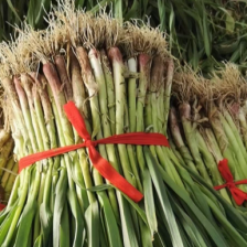 红根蒜苗蒜苗场地直发质量保证欢迎大家来店订购