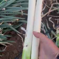 柏乡硕鑫<font color=red>大葱</font>代办 长白<font color=red>大葱</font>  可视频