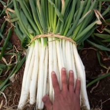 柏乡硕鑫大葱代办 长白大葱  可视频看货 欢迎来电