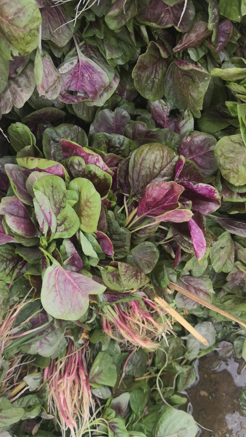 红苋菜（自产自销大棚苋菜！量大