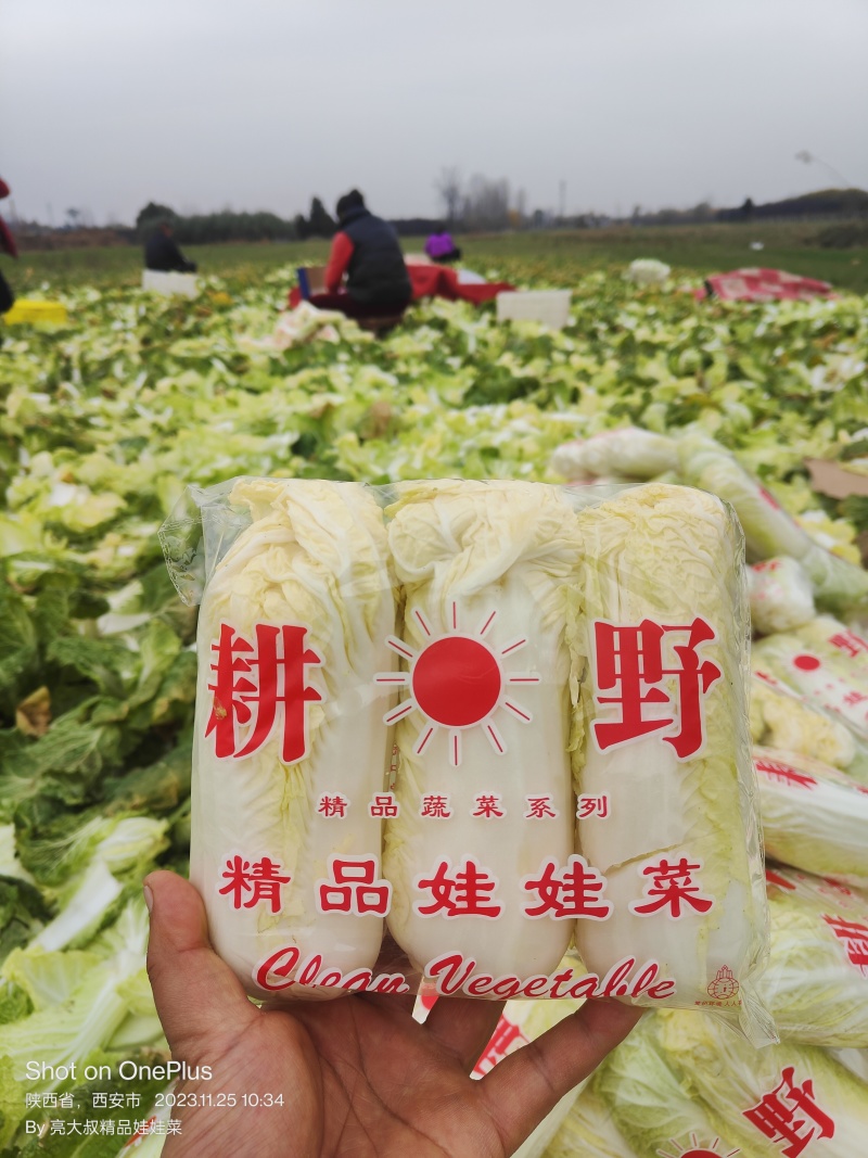 陕西小杨精品娃娃菜