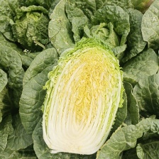 陕西小杨精品娃娃菜