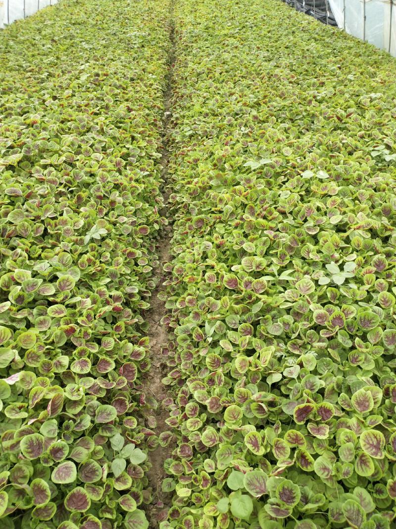 精品红米苋6元，苋菜上海苋菜大量供货，品质保障欢迎咨询