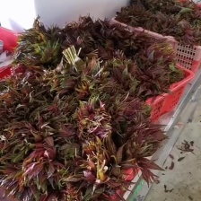 杨秀云农产品铺