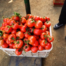 硬粉<font color=red>西红柿</font>大量上市了对接市场档口商超