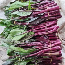 精品红油菜苔。