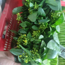 精品红油菜苔。