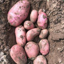 【实力】山东<font color=red>土豆</font> 荷兰十五<font color=red>土豆</font> 货源