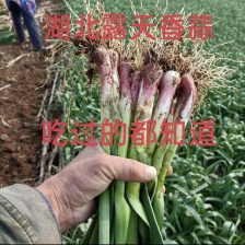红根蒜苗 湖北蒜苗 产地供应对接各大市场商超电