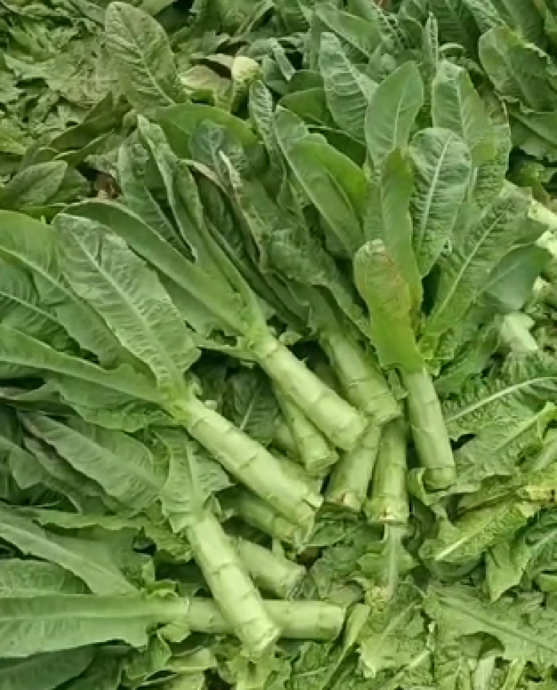 精品莴笋 青皮莴苣 河南产地直发品质保证量大从优全国发货