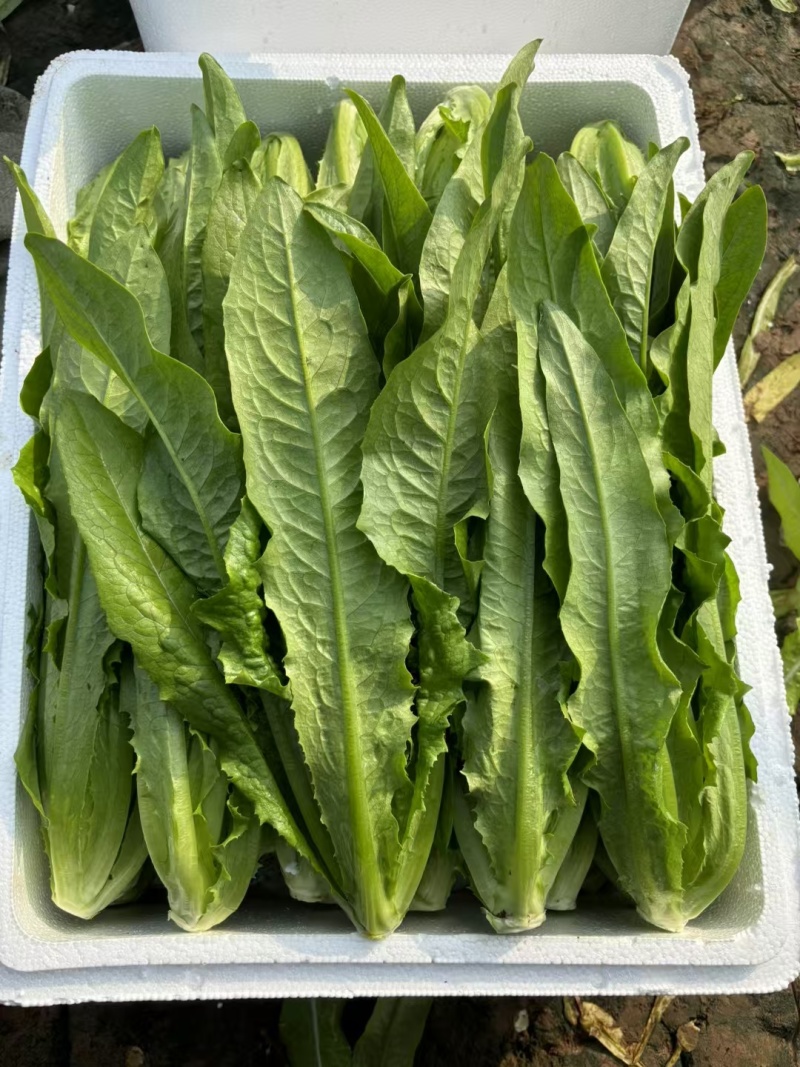 精品油麦，河北邯郸产区，货量充足，可视频看货