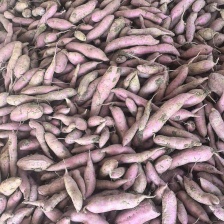 2025年8月26湖北龙九薯产地直销