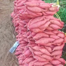 2025年8月26湖北龙九薯产地直销