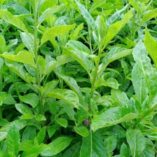 鸡毛菜，大量上市，货量充足，品质保证，欢迎咨询