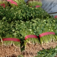 <font color=red>香菜</font>铁杆青<font color=red>香菜</font>量大上货快可泡沫箱加冰