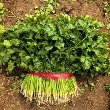 香菜铁杆青香菜量大上货快可泡沫箱加冰瓶根据客户要求高度