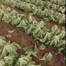 芥菜大量上市，有老芥菜，苹果芥菜，质量好，价格低，代发全