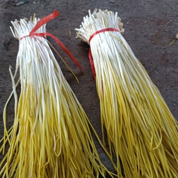 山东蒜黄头茬蒜黄现割现装车电商货市场均可支持代发货