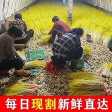 山东蒜黄头茬蒜黄现割现装车电商货市场均可支持代发货