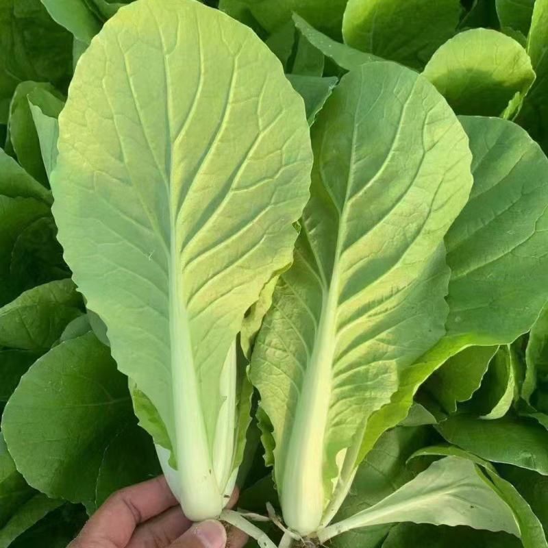]山东精品新鲜奶白菜货源充足量大从优对接全国客商欢迎电联