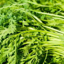 茼蒿 江苏产区直发 保质保量供货 价钱实惠