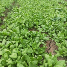 茼蒿 江苏产区直发 保质保量供货 价钱实惠