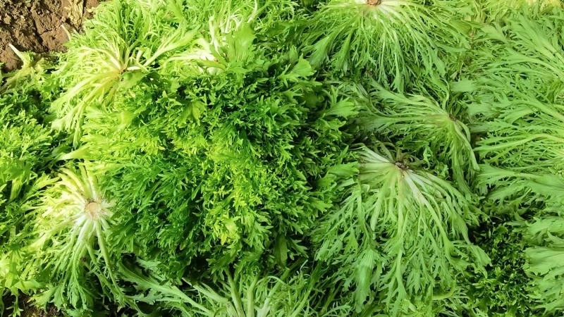 【实力】河北苦菊，一手货源供应市场商超电商量大从优