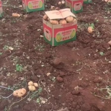 凉薯/豆薯/口感脆口甘甜，可以视频看货，当天打包，挖发车