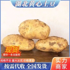 土豆丨黄心丨沃土V7贺兰土豆，产地直发丨支持电商超市