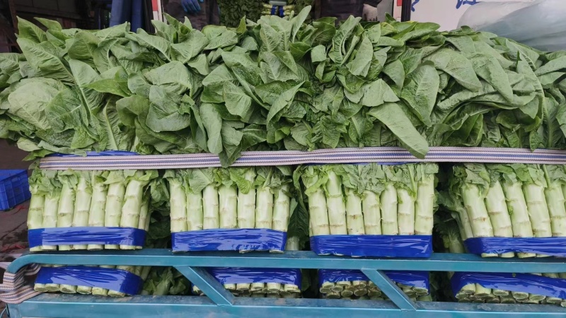 山东省兰陵县精品红尖叶莴苣大量上市 全国发货 咨询有优惠