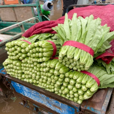 河北邯郸油麦菜，产地批发货源充足大量现货代收代发