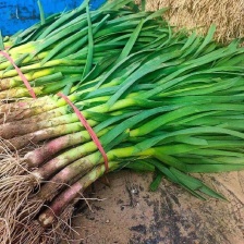 红根蒜苗 四季蒜苗 长期供应，量大从优，欢迎订购