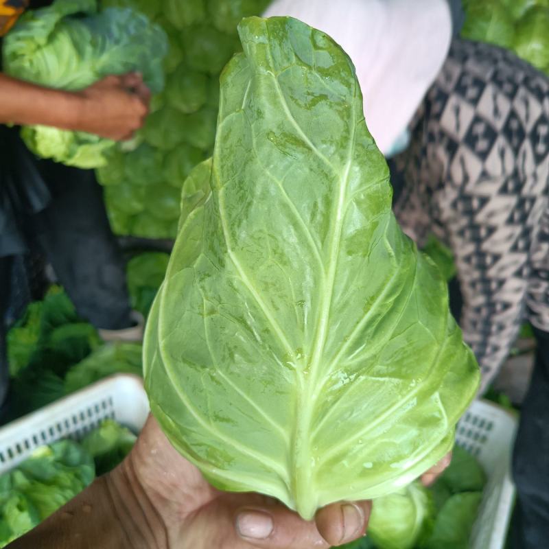 牛心甘蓝 货源充足 产地直供 可视频看货 欢迎订购