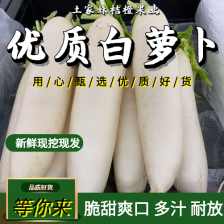 〔精选〕山东红皮萝卜平邑萝卜，现货速发六两左右颜色红无空