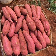 紫薯 紫罗兰 008 原厂地直发 大