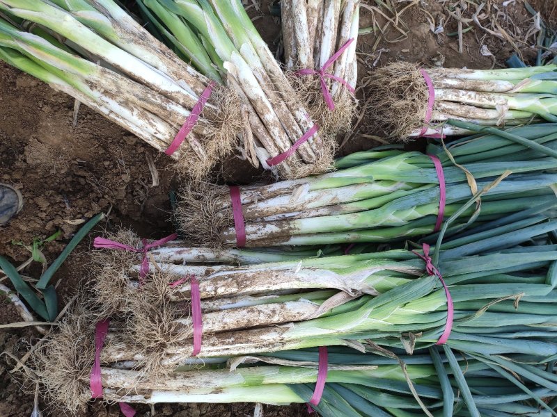 长白<font color=red>大葱</font>