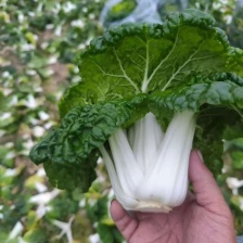 安徽精品菊花心/黄心菜产地直发/大量供货中/量大从优