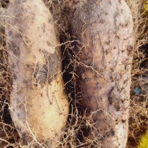 广东湛江茂名毛薯甜薯田薯