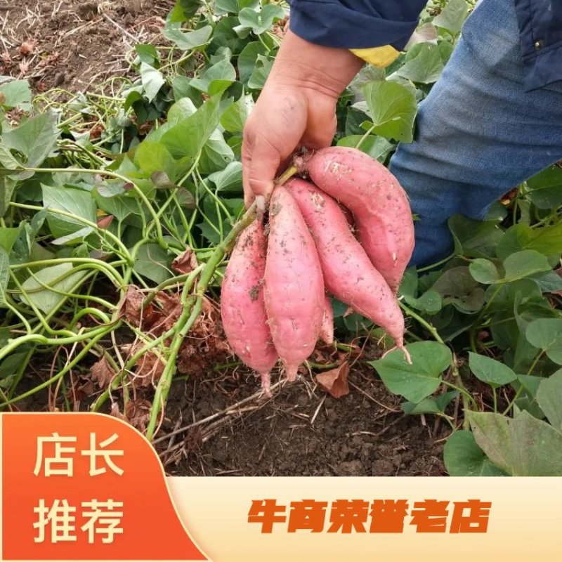 【精品 】烟薯25 产地直发 烤红薯