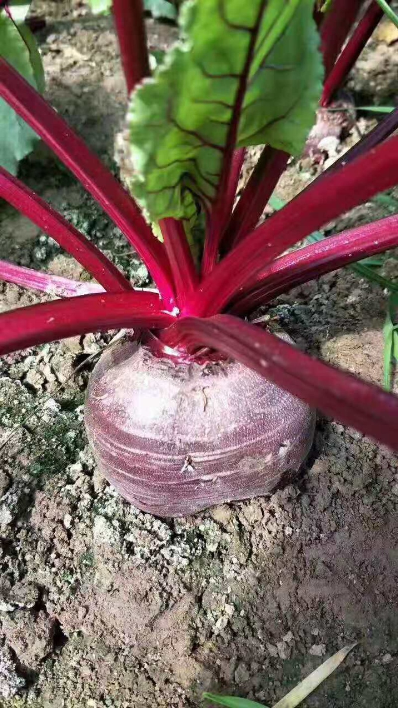 红甜菜，基地货大量上市，供应工厂，市场。