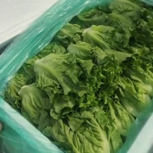 黄叶生菜  产地  供应  质量  保证