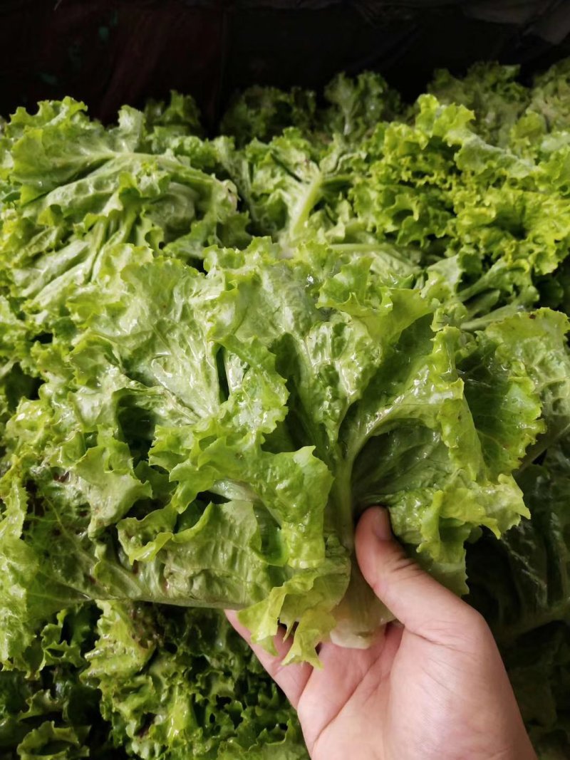 黄叶生菜  产地  供应  质量  保证