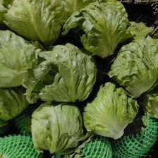 黄叶生菜  产地  供应  质量  保证