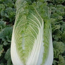 黄心白菜 湖北宜城白菜 货源充足 品质保障 按需包装