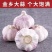 【推荐】山东金乡太空，太空二号，济南大青稞蒜种子，大蒜